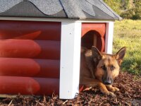 Farbton des Anstrichs der Hundekota