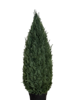 Zypresse groß künstlich (90cm)