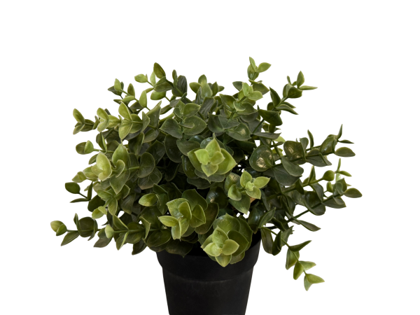 Topfpflanze künstlich (Eukalyptus15cm)