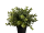 Topfpflanze künstlich (Eukalyptus15cm)