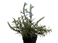 Topfpflanze künstlich (Lavendel 15cm)