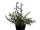 Topfpflanze künstlich (Lavendel 15cm)